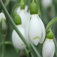 Galanthus Elwesii Snow Fox Snowdrops in% 